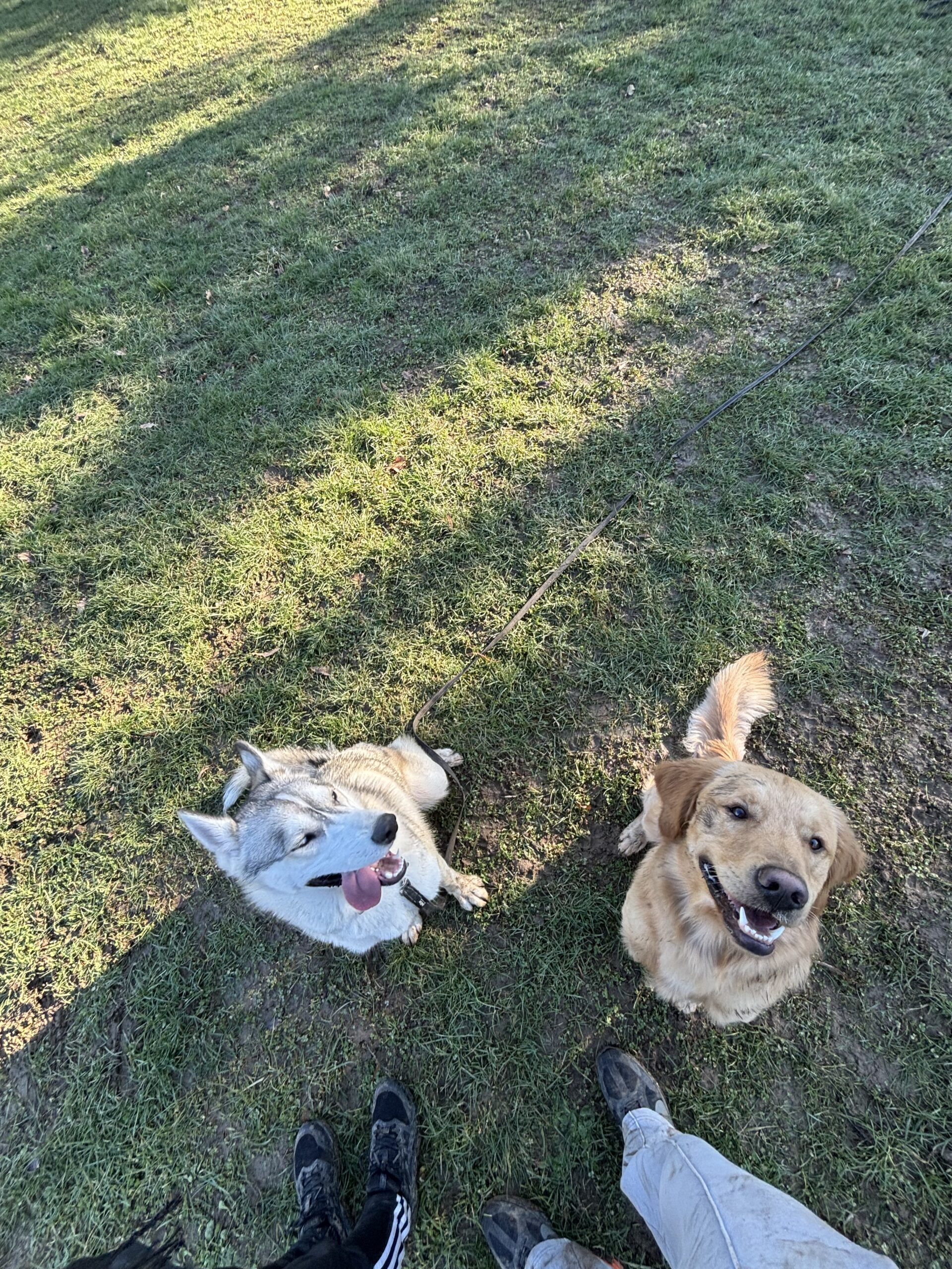 Groupe de chiens lors d'une balade Explore Dog