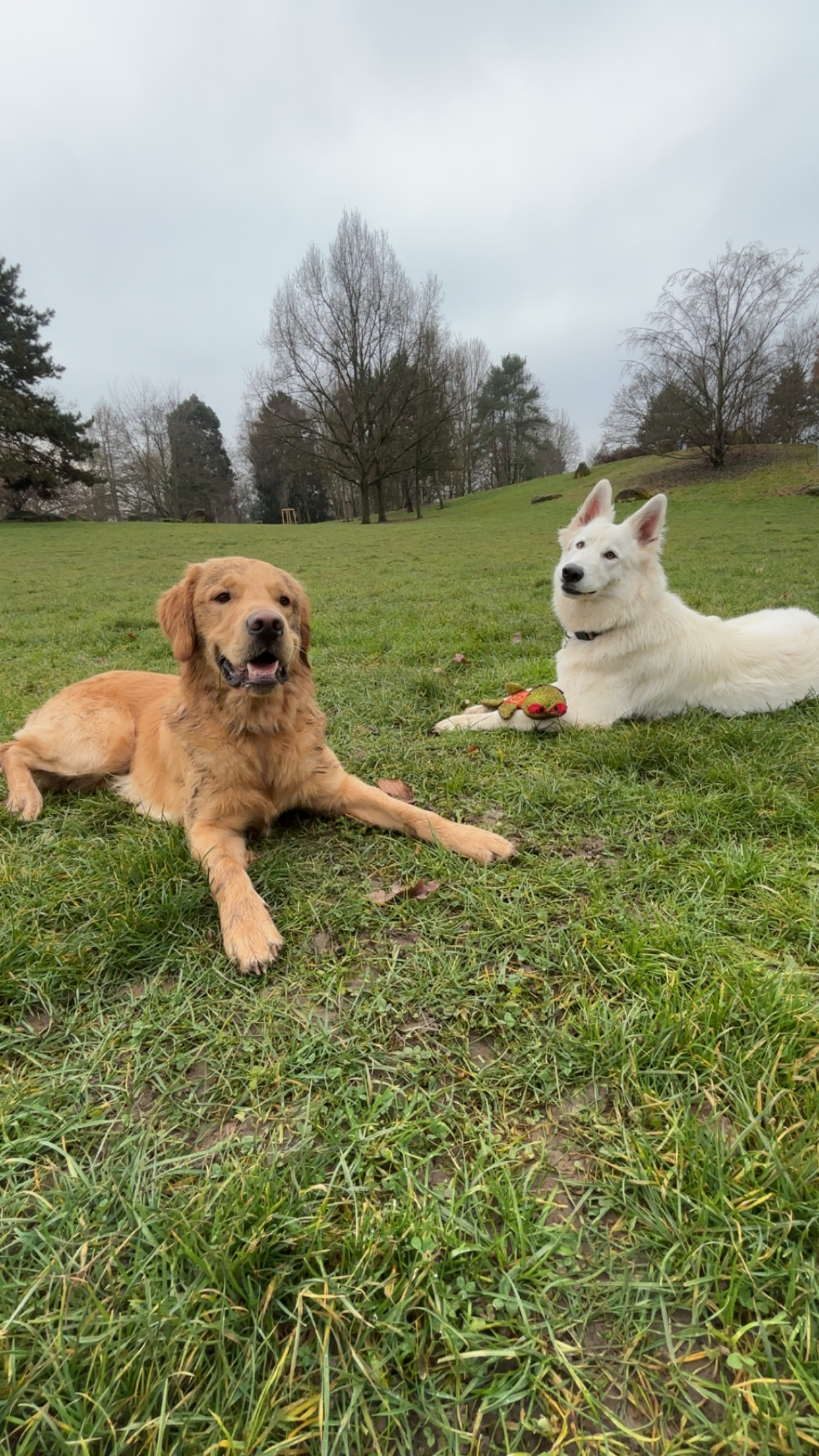 Chien heureux pendant une sortie Explore Dog
