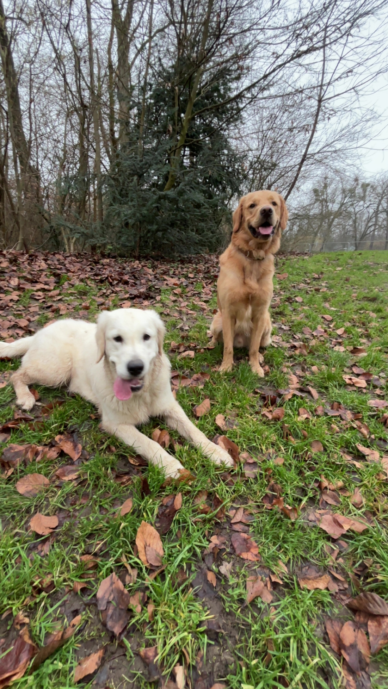 Chien en balade nature avec Explore Dog