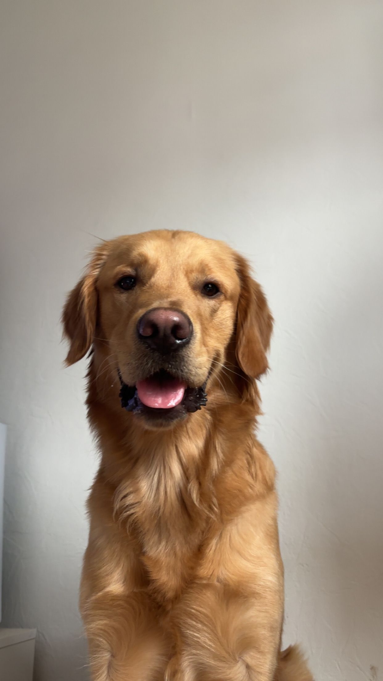 Balade premium pour chien à Strasbourg